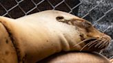 'Death coming out of the ocean': Red tide killing California sea lions, dolphins