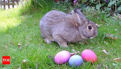 Are bunnies and rabbits the same? Know about their facts, connotation and more | - Times of India