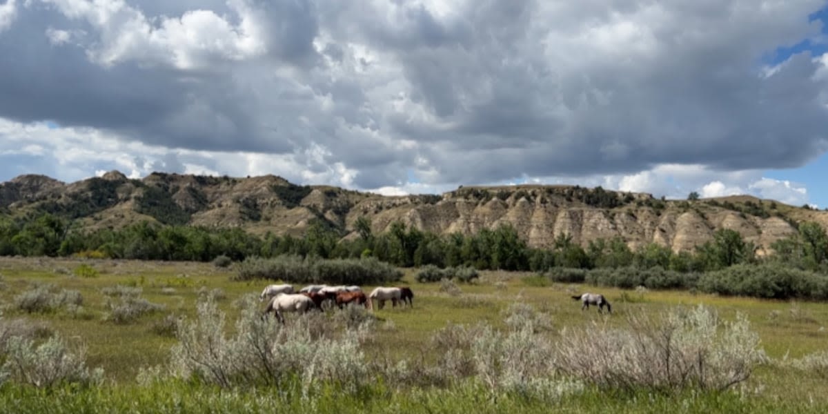 National Park Service to leave the wild horses in TRNP