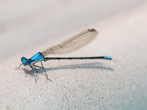 Massive dragonfly swarms delight some beachgoers, terrify others