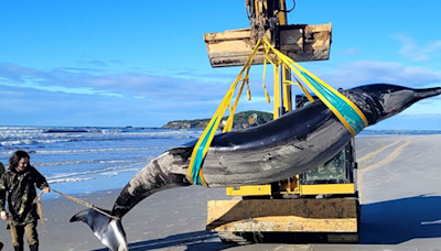 'World's rarest whale' washes up on NZ beach