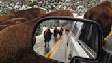 Idaho man injured, charged with harassing bison in Yellowstone