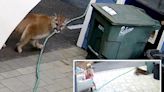 Terrifying moment family comes face-to-face with cougar caught on camera