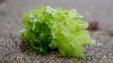 Sea Lettuce Is The Bright Ocean Leafy Green With A Peppery Taste