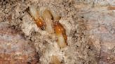 Formosan termite swarms threaten large part of Mississippi