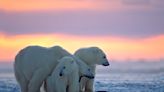 Record Low Sea Ice in Hudson Bay Putting Polar Bears at Risk of Extinction - EcoWatch