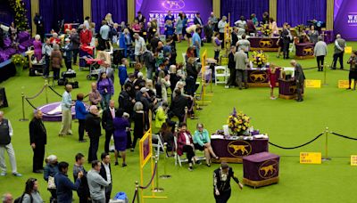 Mixed-breed dog wins Westminster's agility competition for first time