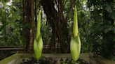 Two corpse flowers set to bloom at US Botanical Gardens this weekend