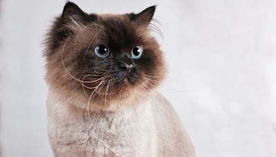 Himalayan Cat Shows Off His Dance Moves Like a Total Rock Star