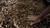 Cocoa Price Spike Means Dark Times for Chocolate