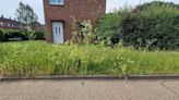 Complaints grass around Colchester estate has 'not been cut for weeks'