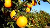 Sign of the times: Gulf Citrus Growers Association shuts down as industry struggles