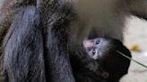 Zoo Atlanta welcomes new baby