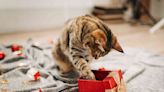 23 Best Gifts for Cats and Cat Lovers