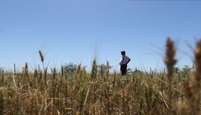 Cosecha de volumen, pero con márgenes ajustados y horizonte nublado