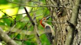 How to (safely) get rid of woodpeckers attacking your house