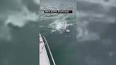Un hombre se juega la vida lanzándose contra una ballena asesina: "La toqué" - MarcaTV