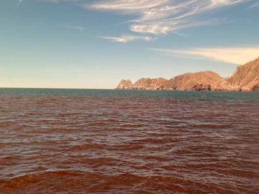 Marea Roja tóxica en Colima: qué es, cuáles son los riesgos y qué pasa si consumes moluscos