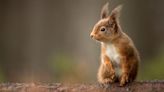 Bid to increase west Scotland's red squirrel numbers