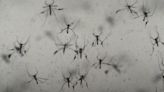 West Nile virus confirmed in Kent County mosquito