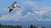 Scores of starving brown pelicans found on Southern California beaches