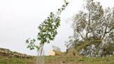 Sapling planted at site of felled Sycamore Gap tree removed by National Trust