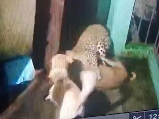 Leopard invades Nainital house, leading to intense battle with resident dogs. Watch