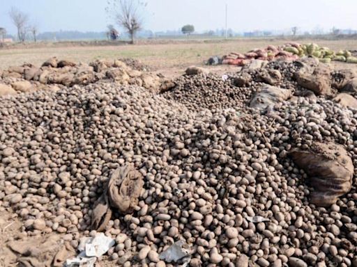 Odisha announces 50% subsidy for cold storage of potatoes