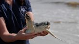 Back to sea: Georgia Aquarium, Sea Turtle Center release cold-shocked turtles off Jekyll Island