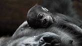 Critically endangered baby gorilla born at Prague Zoo
