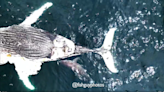 Video reveals large great white shark chewed on dead whale as it drifted off New York