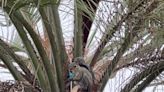 Must-see video shows squirrel munching on a Dum Dums lollipop in Spring Hill