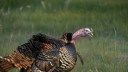 Youth Turkey Hunters in Missouri Break 7-Year Harvest Record