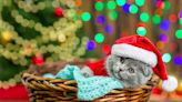 Make These 2 DIY Cat Toys as Early Christmas Gifts for Your Fur Baby