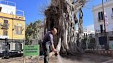 El ficus de San Jacinto recibe un nuevo tratamiento para tratar de recuperar su tejido vivo