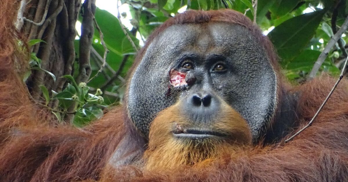Ape amazes scientists by treating its own wound in world first