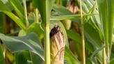 Gardener elated after discovering massive growth on corn cob: ‘A very versatile and terrifying thing’