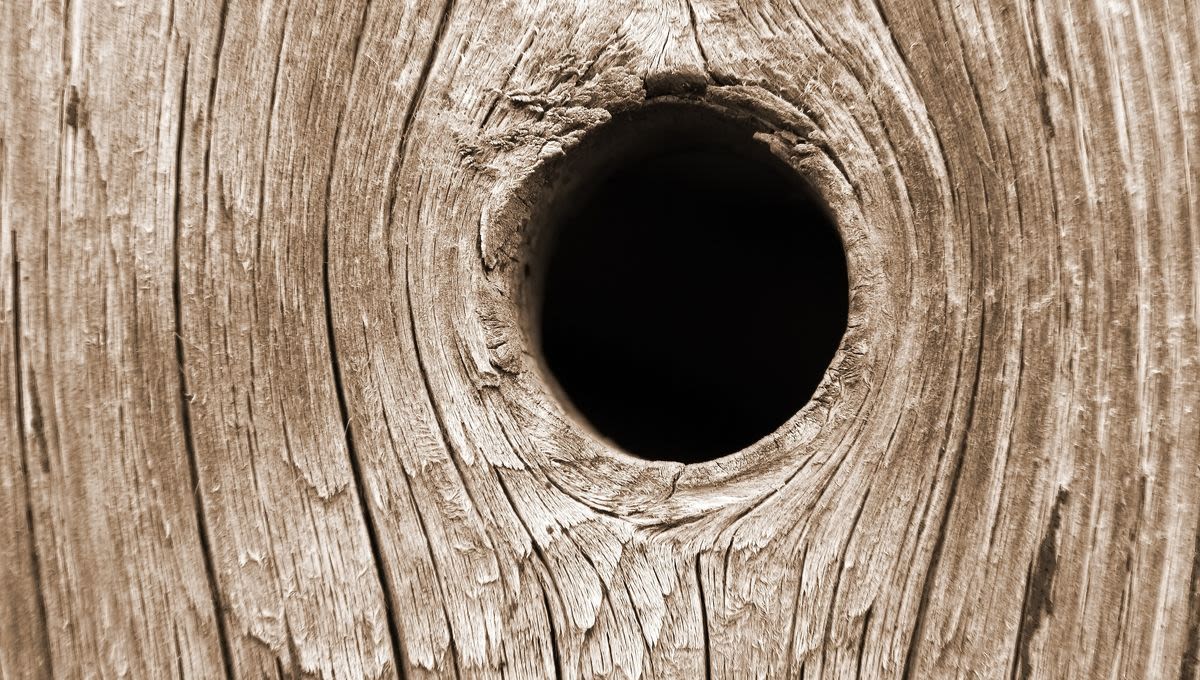 Tryophobia, The Fear Of Clustered Holes, May Have Evolutionary Roots