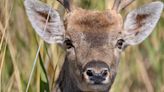 Deer Smashes Into Pickup Moments Before Owner Is Set To Sell The Truck