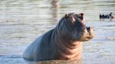 Can Hippos Fly? New UK Research Reveals Bizarre Finding