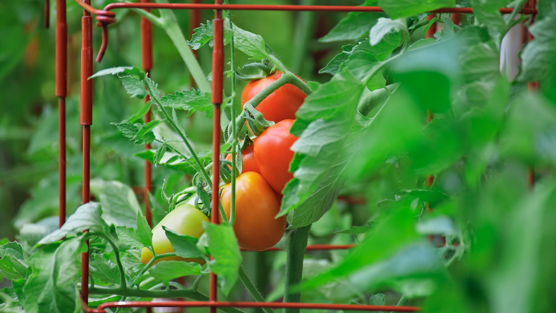 3 best ways to trellis tomatoes for an abundant crop