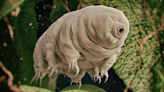 We may know what makes tardigrades so darn tough