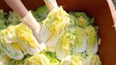 Soaking Cabbage Is Crucial When It Comes To Making Kimchi