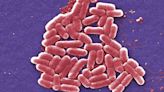 Legal action started against Tesco and Asda over E. coli outbreak