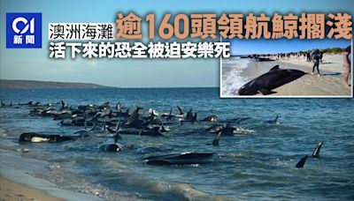 澳洲海灘多達160頭領航鯨大規模擱淺 26頭死亡其餘或被迫安樂死