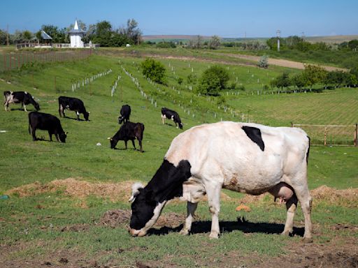 Gassy cows and pigs will face a carbon tax in Denmark, a world first