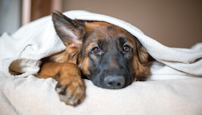 Parents Introduce German Shepherd to New Kitten and Her Terrified Reaction Is Priceless