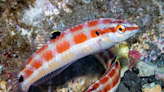 Scientists discover new species of fish off Baja California coast
