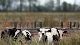 Impuestos por flatulencias de vacas y cerdos, la iniciativa de Dinamarca para cuidar el ambiente