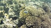 Corales peligrosamente empalidecidos
